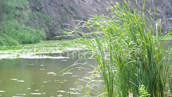 风中湖畔的芦苇视频的预览图