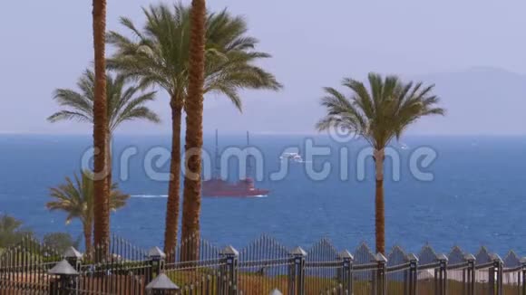 埃及红海沙姆沙伊赫棕榈树和帆船景观视频的预览图