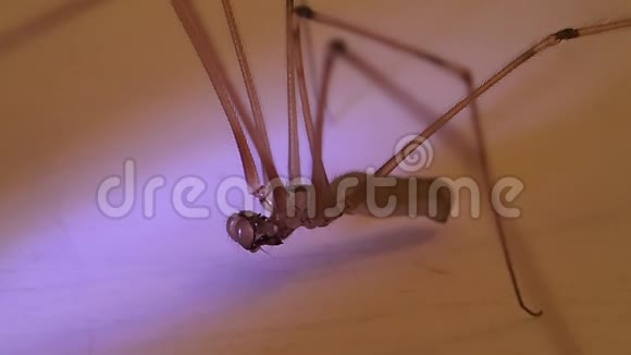 雄性蜘蛛头骨视频的预览图