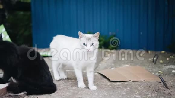 两只白色和黑色的无家可归的猫美丽的动物视频的预览图