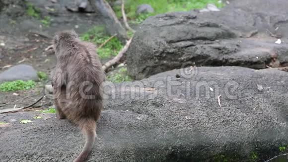一只成年台湾岩斑猴坐在靠近疣体的地上视频的预览图