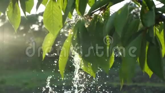 开始下雨了水滴洗树叶雨水倾泻在花园里的绿叶上下移关闭视频的预览图