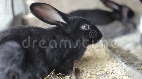 兔子吃小麦兔子吃兔子跑兔子视频的预览图