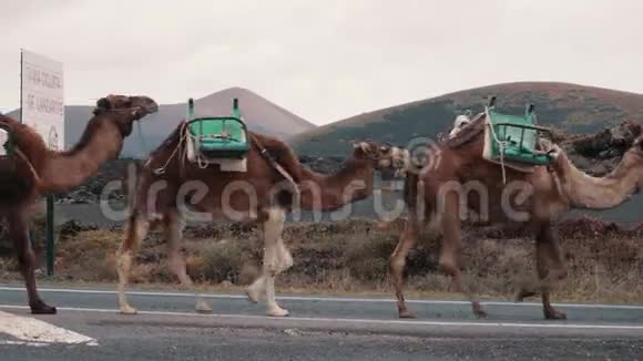骆驼商队走在群山的背景上视频的预览图