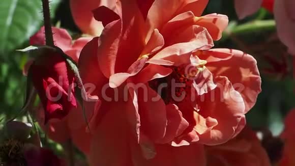 美丽的猩红玫瑰在阳光下蜜蜂收集花蜜在里面视频的预览图
