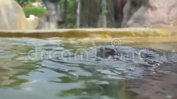 动物园里侏儒河马一天在湖水里洗澡的慢动作视频的预览图