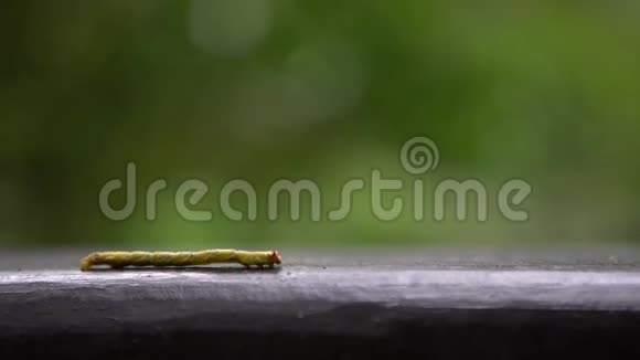 4绿甲虫在山间树木间野外爬行视频的预览图