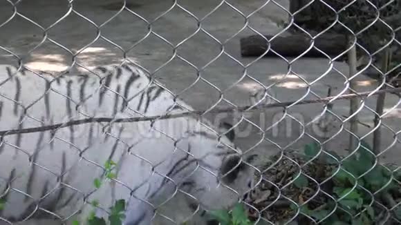 4在动物园的一个金属网后面一只孟加拉白虎在墙上视频的预览图