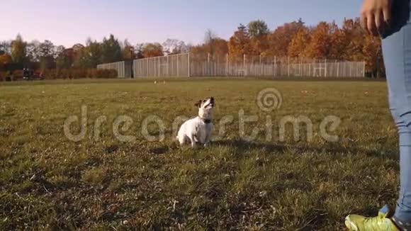 杰克罗塞尔猎犬用后腿走路室外视频的预览图