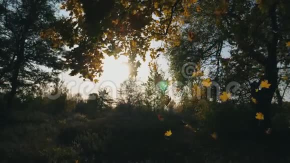 秋天的森林里黄色的枫叶慢慢地落在地上明亮的太阳照亮了生动的落叶美丽美丽视频的预览图