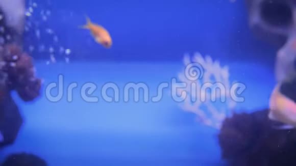 小金鱼学校珊瑚礁背景视频的预览图