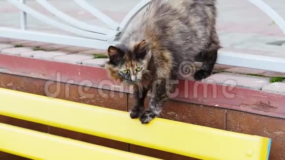 街上又脏又饿的流浪猫视频的预览图