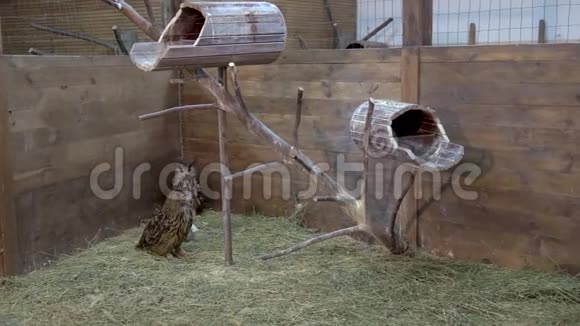 两只猫头鹰在木屋的干草上散步视频的预览图