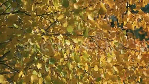 秋天的桦树叶子在绿黄橙红的森林里的树上在森林里落叶秋色飞行飞行视频的预览图