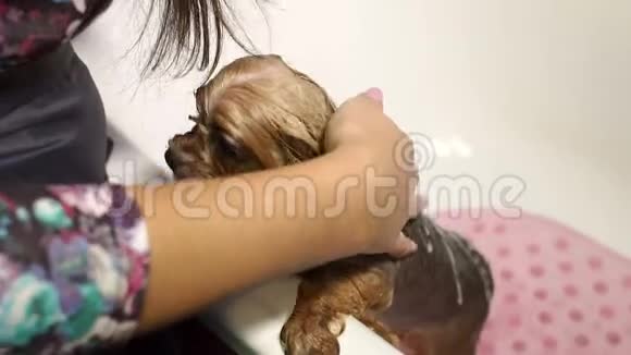 一名女兽医在兽医诊所的浴室里给约克郡的一只猎犬洗澡视频的预览图