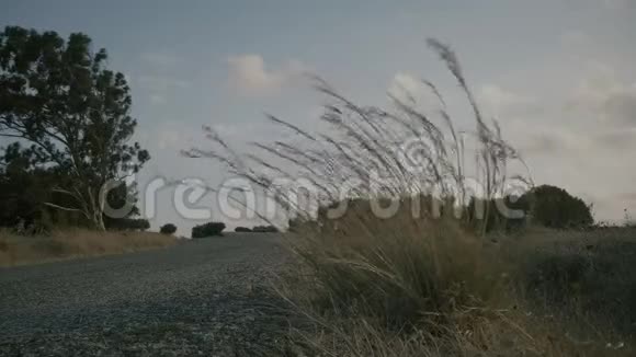 路旁的草叶在风中摇曳视频的预览图