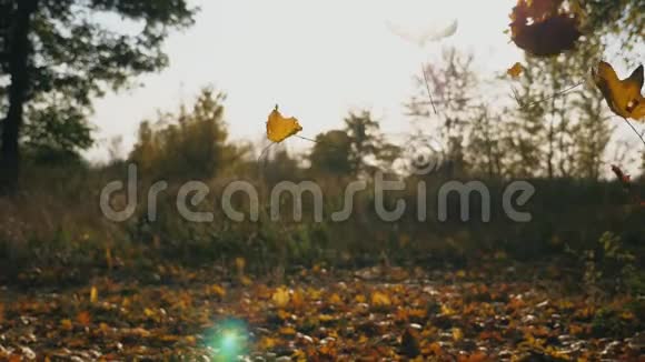秋天公园里落下的黄色枫叶明亮的阳光透过鲜艳的落叶美丽美丽视频的预览图