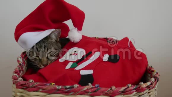 睡意朦胧的成年猫躺在一个篮子里头上戴着红色圣诞帽上面盖着红色的圣诞毯视频的预览图