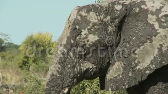 泥巴覆盖了大象视频的预览图