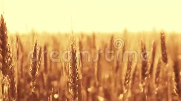 日落时麦田上的麦穗视频的预览图