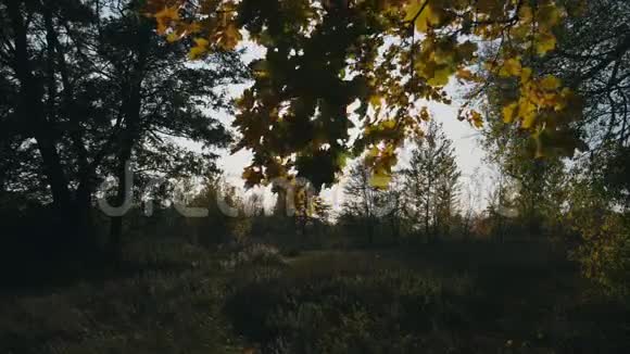 风搅动着树枝黄色的枫叶穿过阳光日落时秋天公园的景色视频的预览图