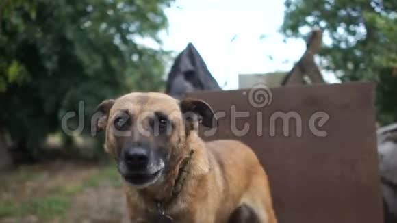 连锁狗对路人吠叫贫困村庭院及其门卫一只纯种狗的肖像画视频的预览图