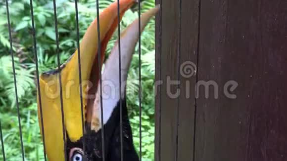 4K关闭雌性大印度鸟被囚禁在金属酒吧动物园视频的预览图