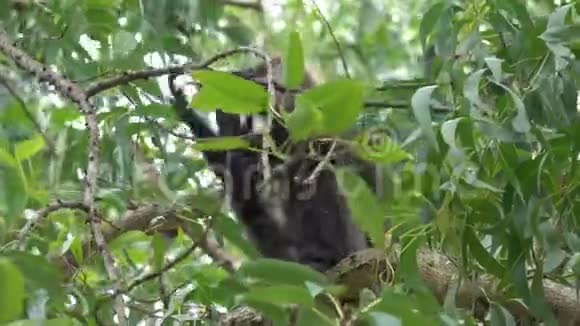 猴子在丛林中的一棵树上吃干果视频的预览图