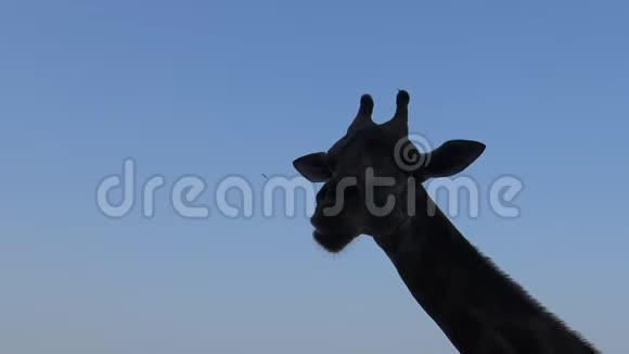 泰国曼谷野生动物园长颈鹿头蓝天4k剪影视频的预览图