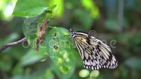 4K马拉巴树若虫栖息在一片叶子上发现于森林热带清澈见底视频的预览图