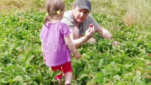 父女聚会花园草莓家庭农场视频的预览图