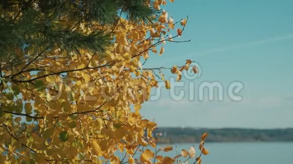 秋天的树在一片黄色橙色和红色的森林里在阳光明媚的一天海边秋天的颜色和树叶视频的预览图