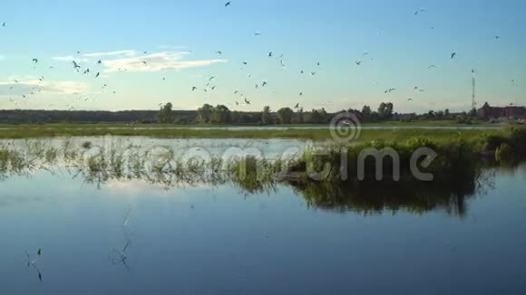 池塘上的海鸥视频的预览图