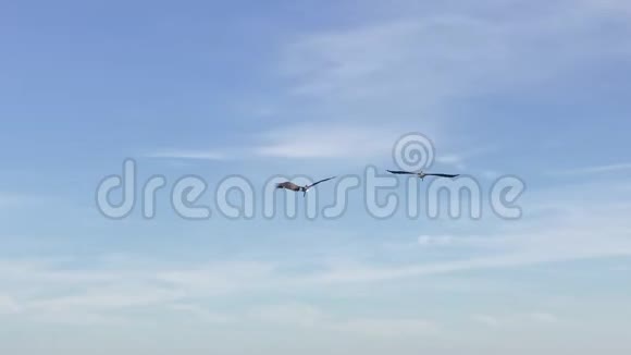 褐在佛罗里达湖捕鱼视频的预览图