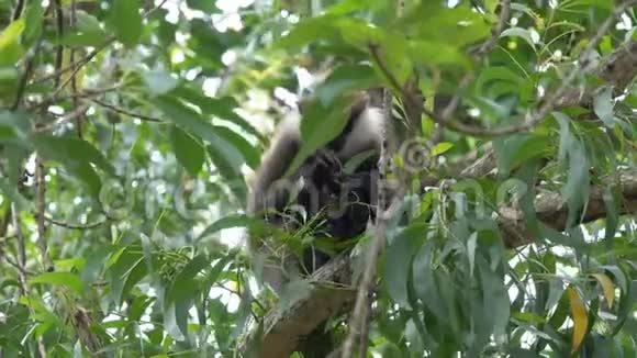 猴子在丛林中的一棵树上吃干果视频的预览图