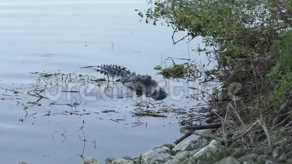鳄鱼嘴里长着一只巨大的软壳龟视频的预览图
