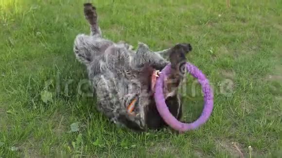 狗玩夏天的戒指视频的预览图
