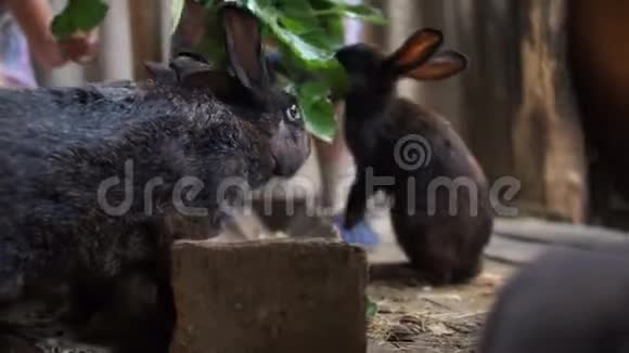 一家兔子在一家兔子农场里吃着一枝树枝上的绿叶农场动物视频的预览图