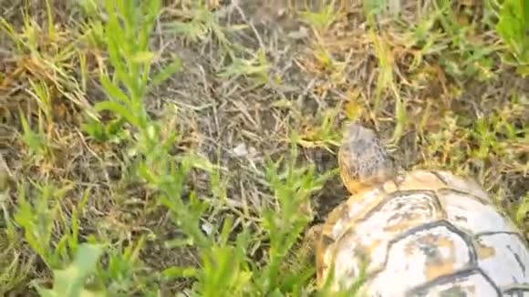 土耳其乌龟在森林的草地上行走视频的预览图