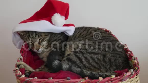 在圣诞节和新年假期里一只带条纹的成年猫睡在一个篮子里头上戴着红色圣诞老人的帽子视频的预览图