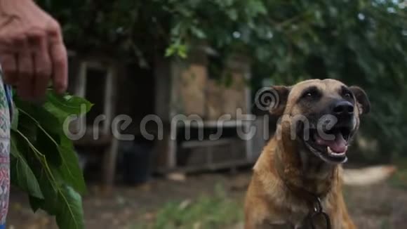 乡巴佬躲在他的摊位里无家可归的狗动物权利保护无家可归动物收容所视频的预览图