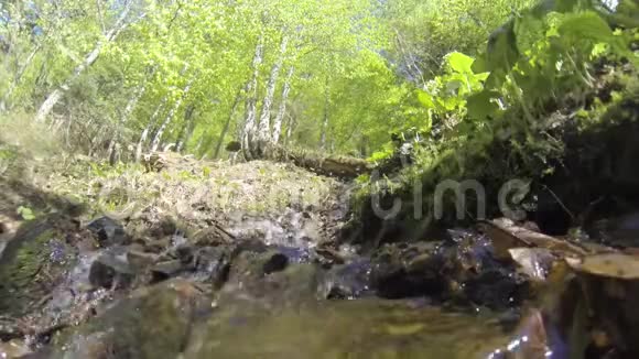 白桦林中的山清水秀视频的预览图