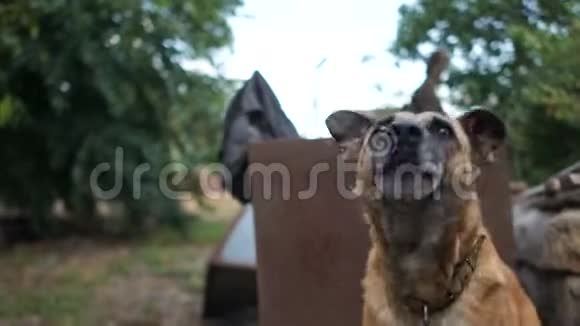 链子上的狗看见陌生人和吠声保护他的院子国家动物动物权利保护概念视频的预览图