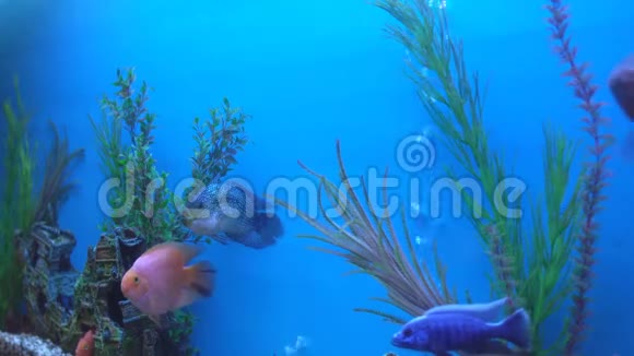美丽的五颜六色的鱼在蓝色的水族馆里游泳背景复制空间水下世界视频的预览图