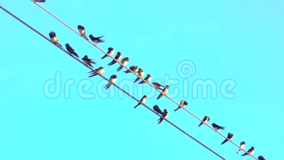 有些鸟在电线上背景是晴朗的蓝天呆在一起美丽的粉彩蓝天视频的预览图