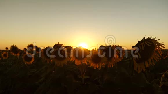 夏天的绿色玉米田农业企业玉米在明亮的阳光下开花夏季的绿色玉米田视频的预览图
