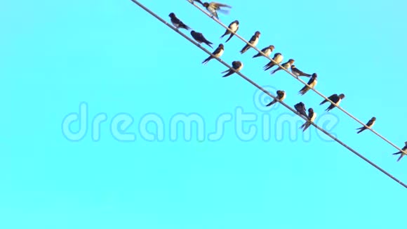 一些鸟在电线上背景是晴朗的蓝天漂亮的蓝色糊状天空和平的自然看上去很可爱一群鸟视频的预览图