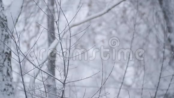 下雪了暴风雪树木光秃秃的寒冷的冬天在树林里下雪背景中的树木天气是视频的预览图