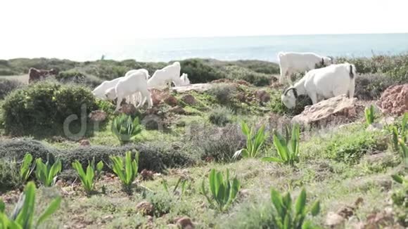 白山羊在海边的岩石上吃草视频的预览图