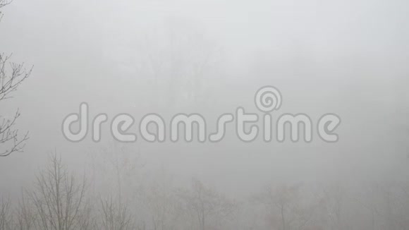 在神秘的雾中开春林汽车视频的预览图